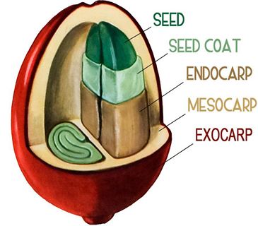 inside the cherry