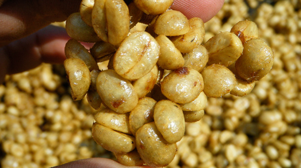 Macro Honey process