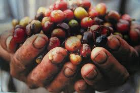 raccolta drupe